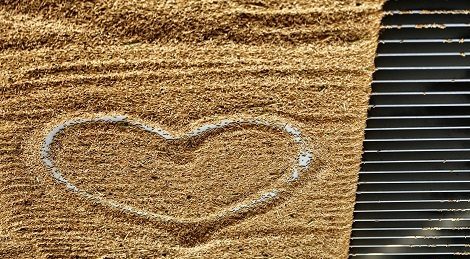campagna grandine BIS Pavese Assicurazioni - Aziende agricole